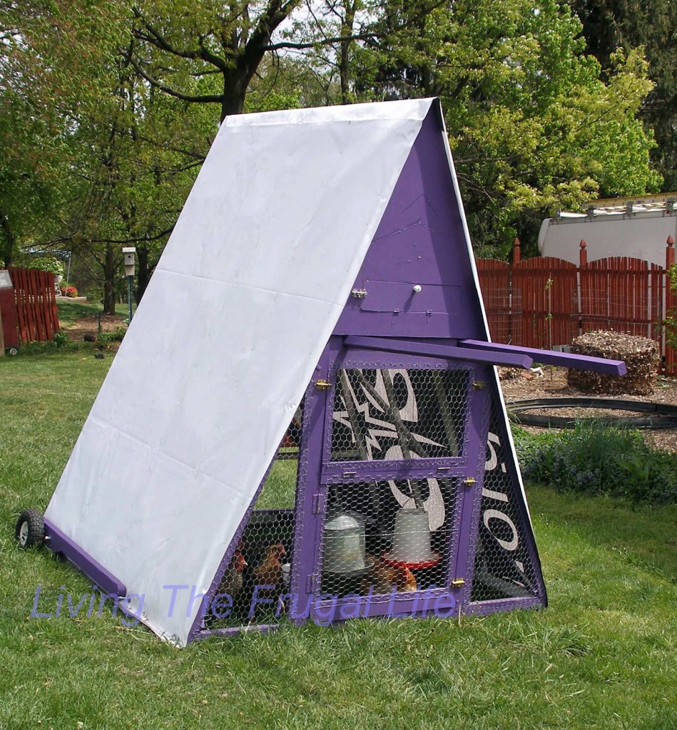 purple chicken coop design